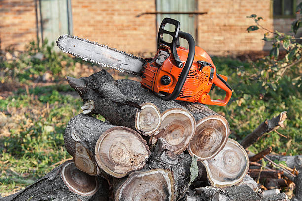 Trusted Dryden, MI Tree Service Experts